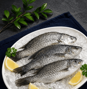 海水養殖吳郭魚3233